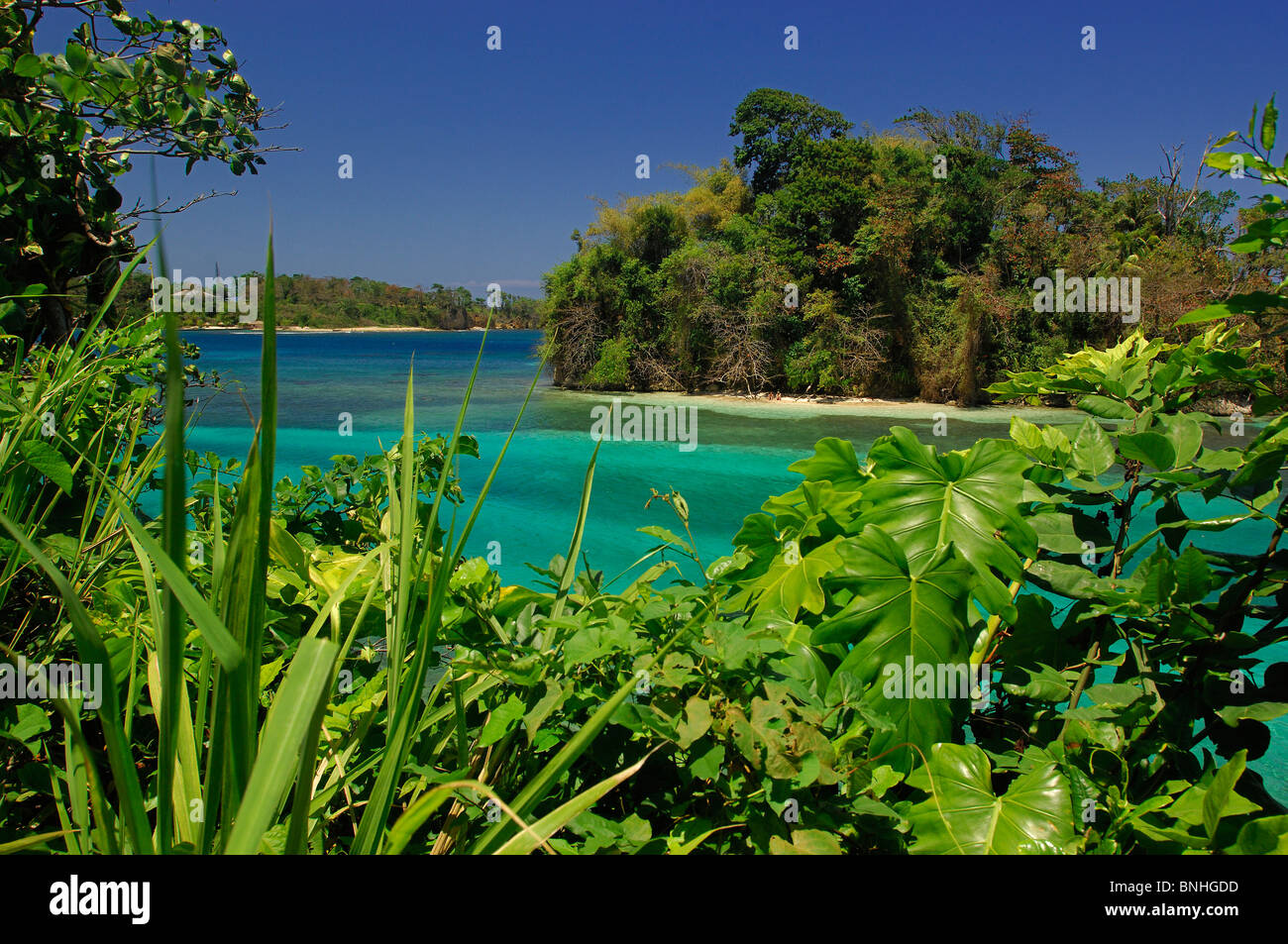 Caraibi Giamaica a San San Beach sulla costa nord della costa della baia mare oceano paesaggio paesaggio natura piante di foresta tropicale tropici Foto Stock