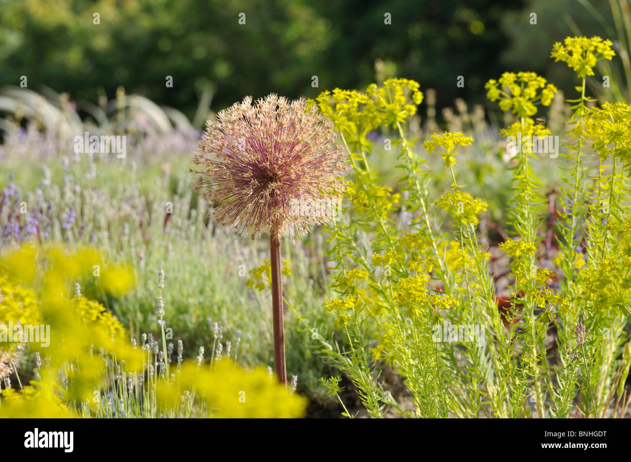Cipolla ornamentali (allium) e (Euforbia euphorbia) Foto Stock