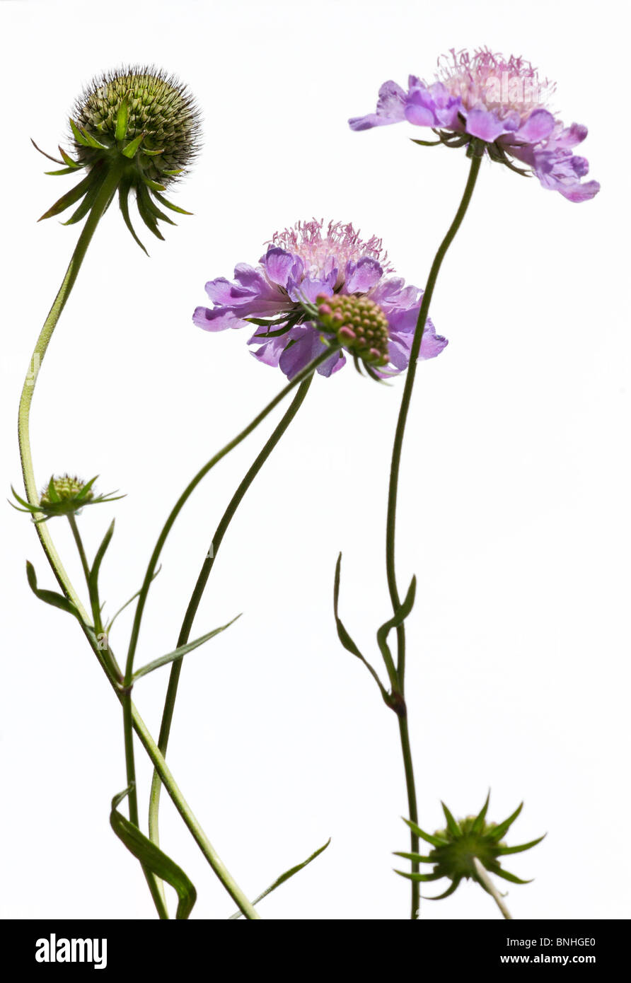 La Scabiosa colombari 'Misty farfalle' contro uno sfondo bianco Foto Stock