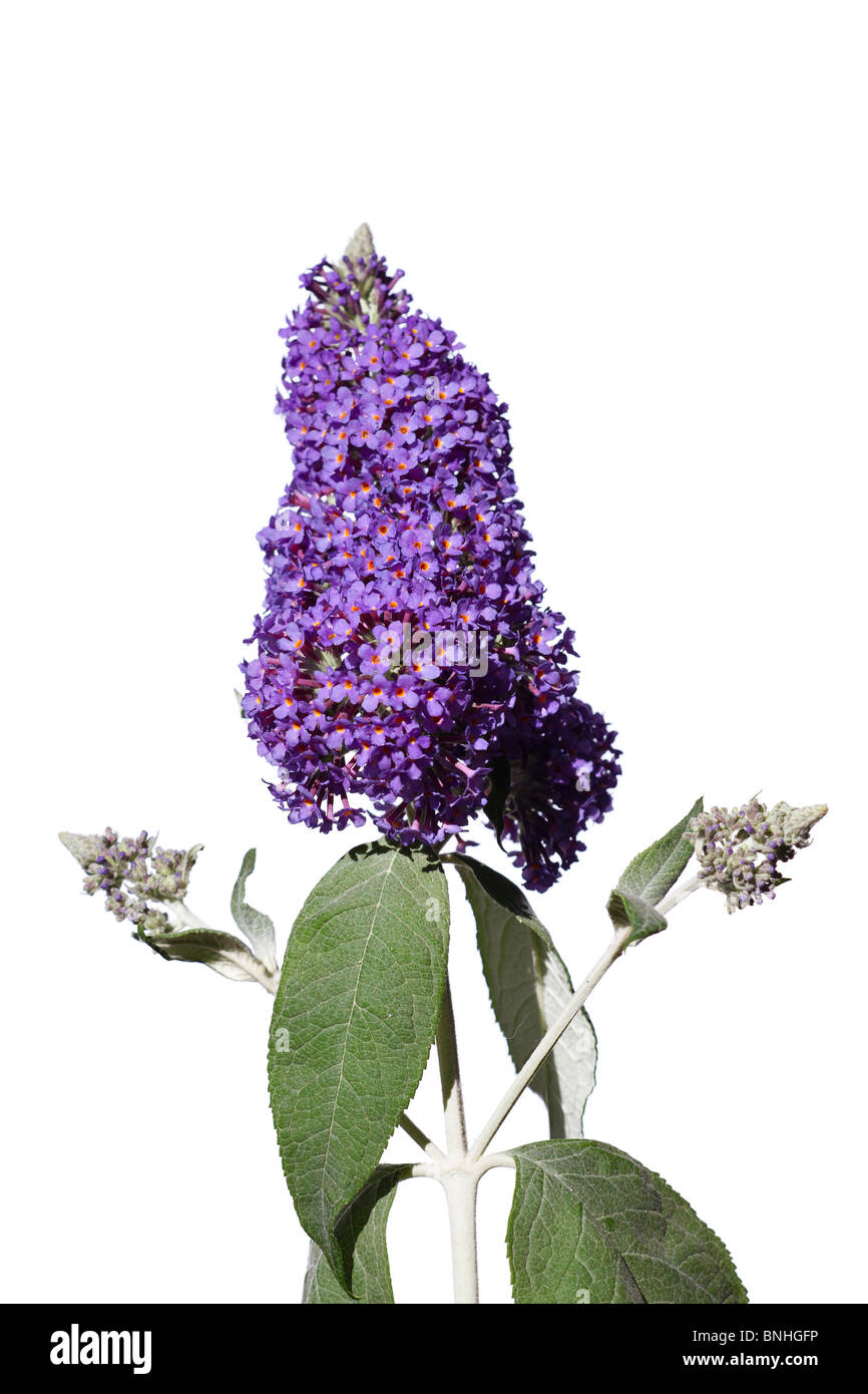 Butterfly Bush "Buddleja Lochinch' in fiore. Foto Stock