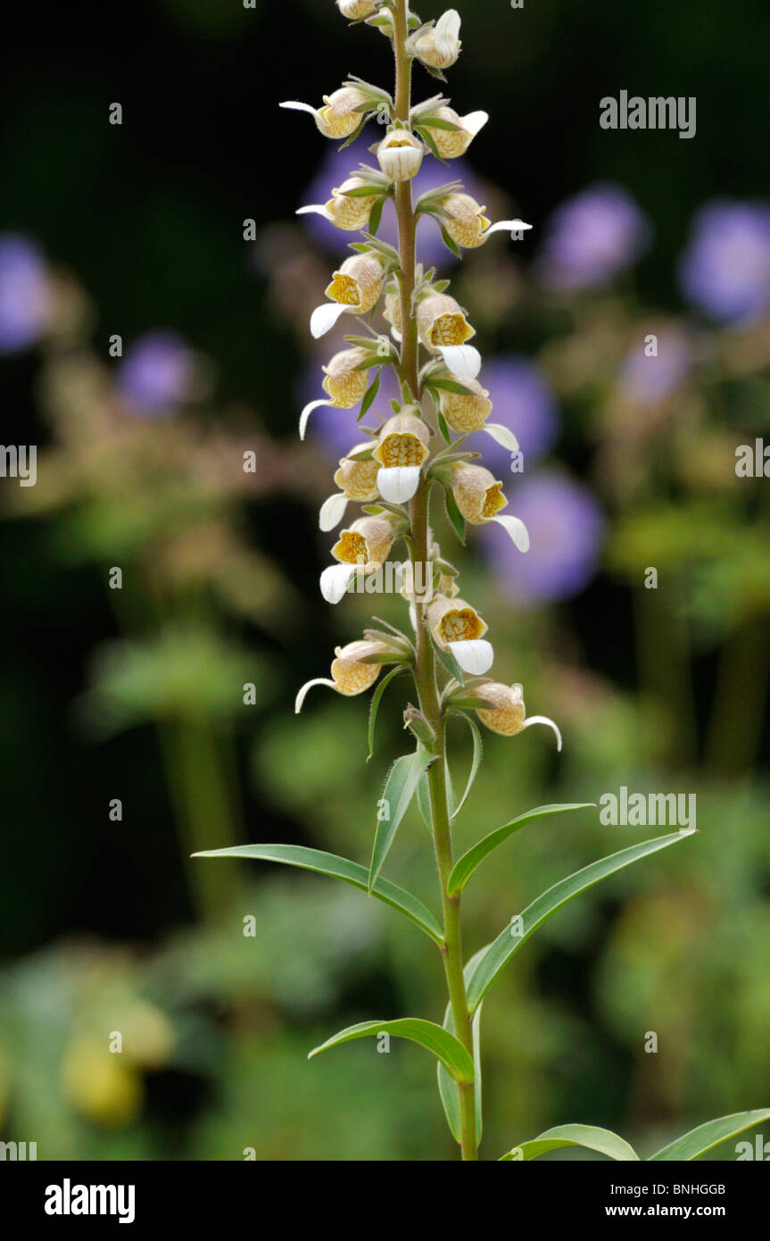 Lanosi foxglove (Digitalis lanata) Foto Stock