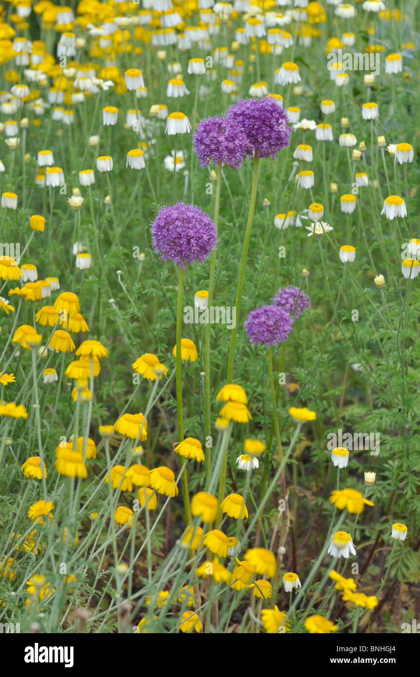 Giant allium (allium giganteum) e dyer la camomilla (anthemis tinctoria syn. cota tinctoria) Foto Stock