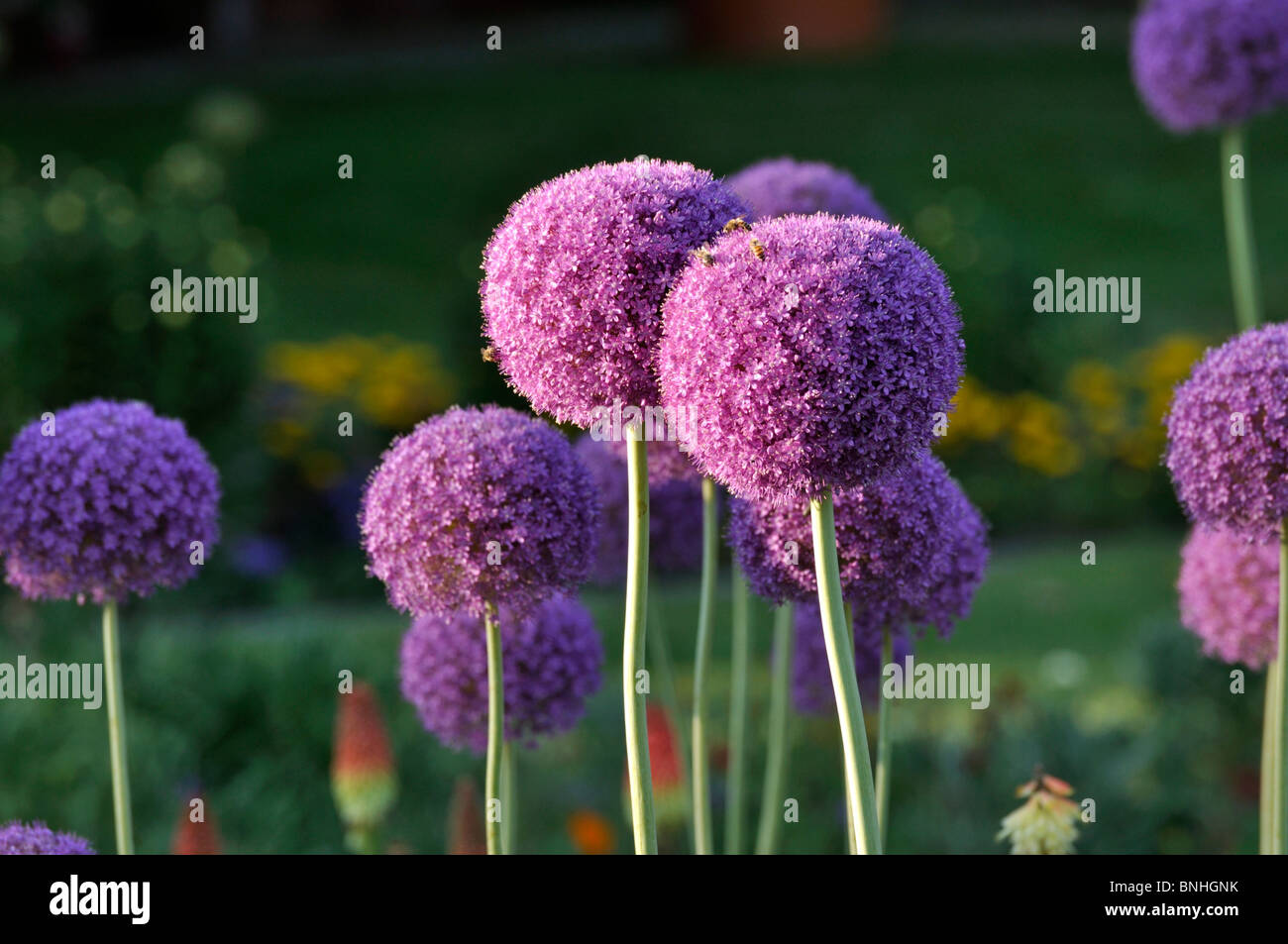 Cipolla ornamentali (allium) Foto Stock