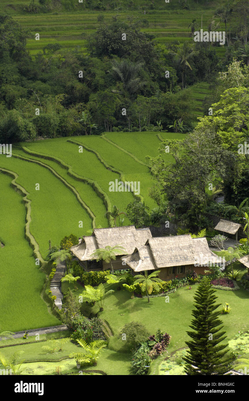 Bali Indonesia asia travel Location Area Pacung vicino al lago Beratan Bratan campi di riso agricoltura risaie Saranam Hotel Foto Stock