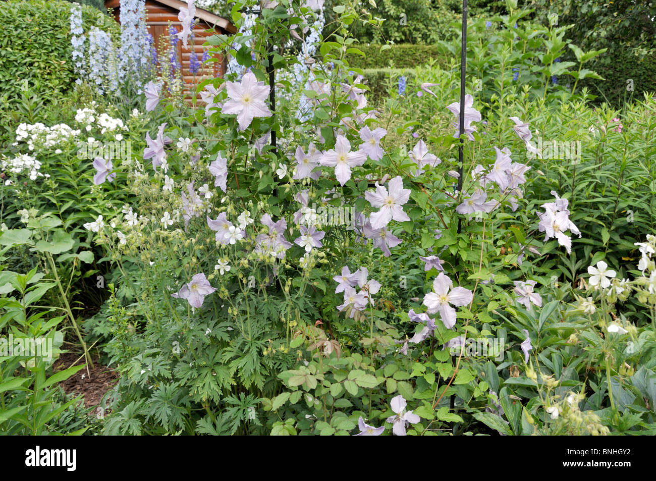 Clematis (Clematis blue angel). design: marianne e detlef lüdke Foto Stock