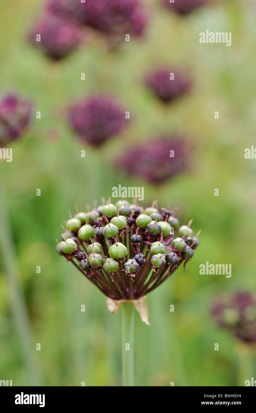 Viola a fiore cipolla (allium atropurpureum) Foto Stock