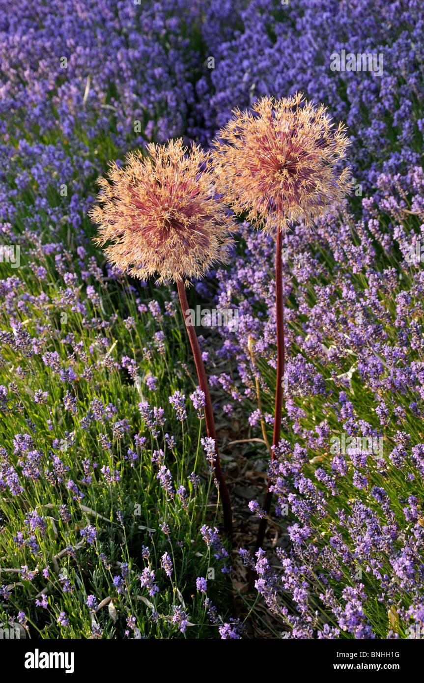 Cipolla ornamentali (allium) e LAVANDA (Lavandula) Foto Stock