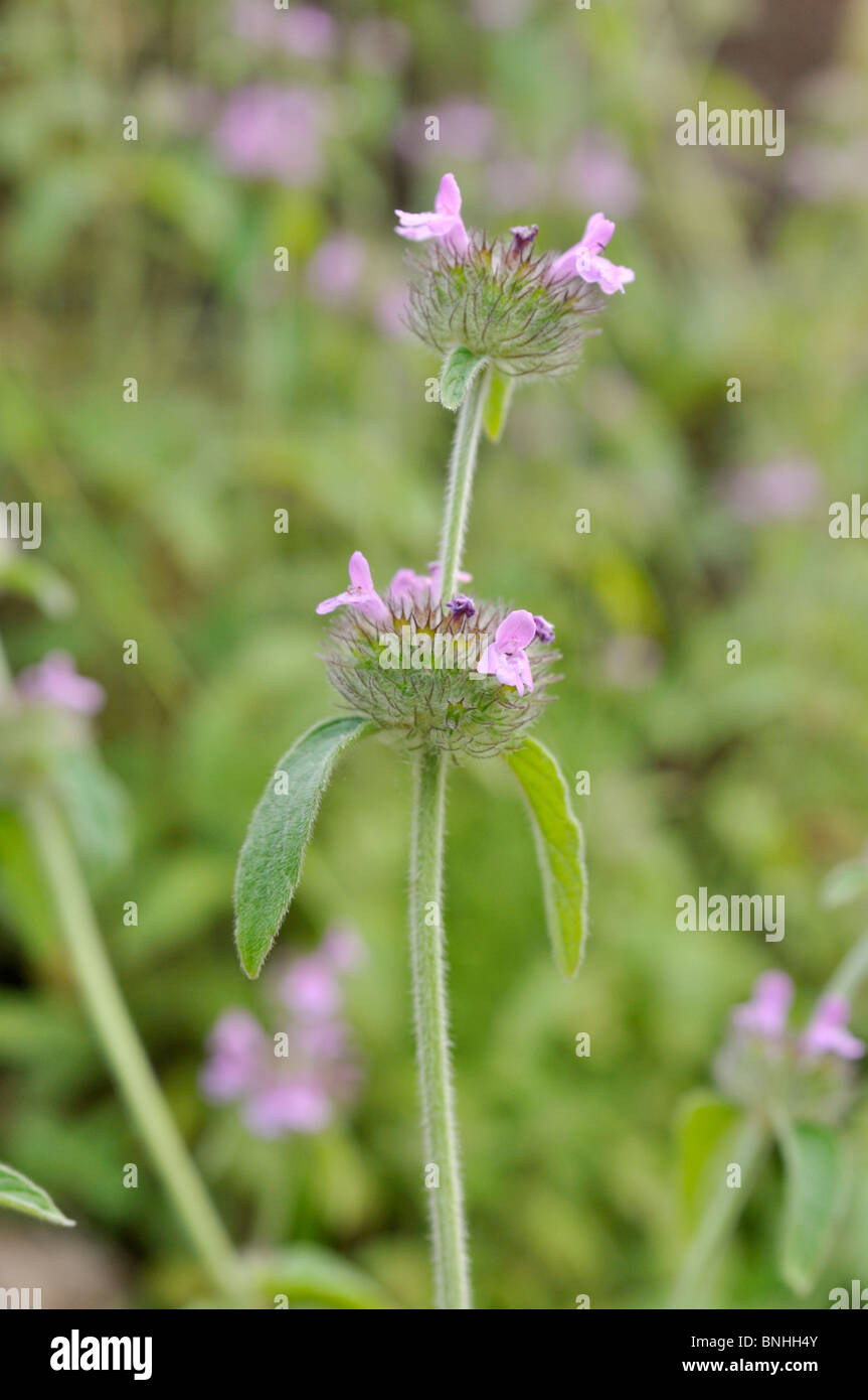 Basilico selvatico (clinopodium vulgare syn. satureja vulgaris) Foto Stock