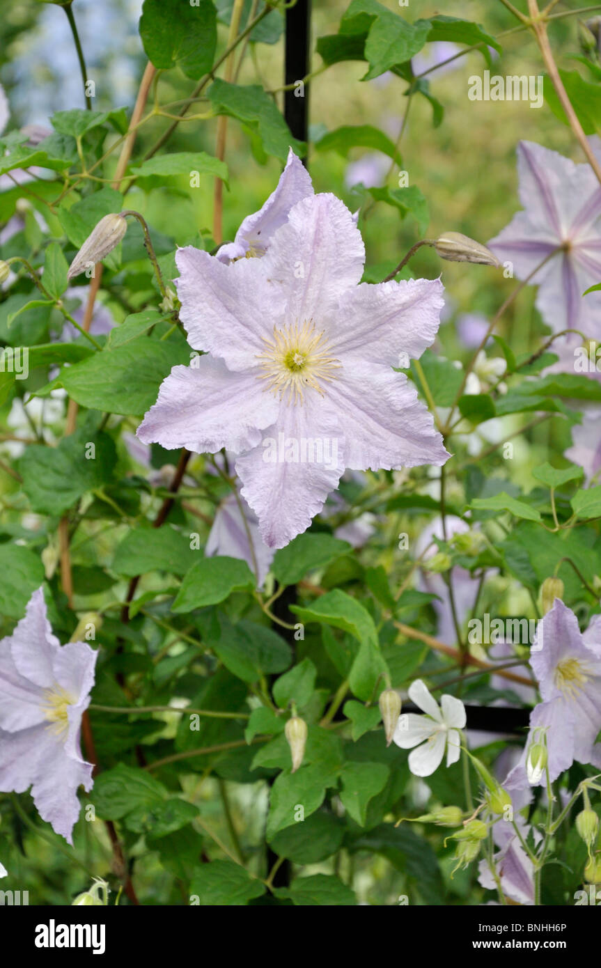 Clematis clematide (blue angel) Foto Stock