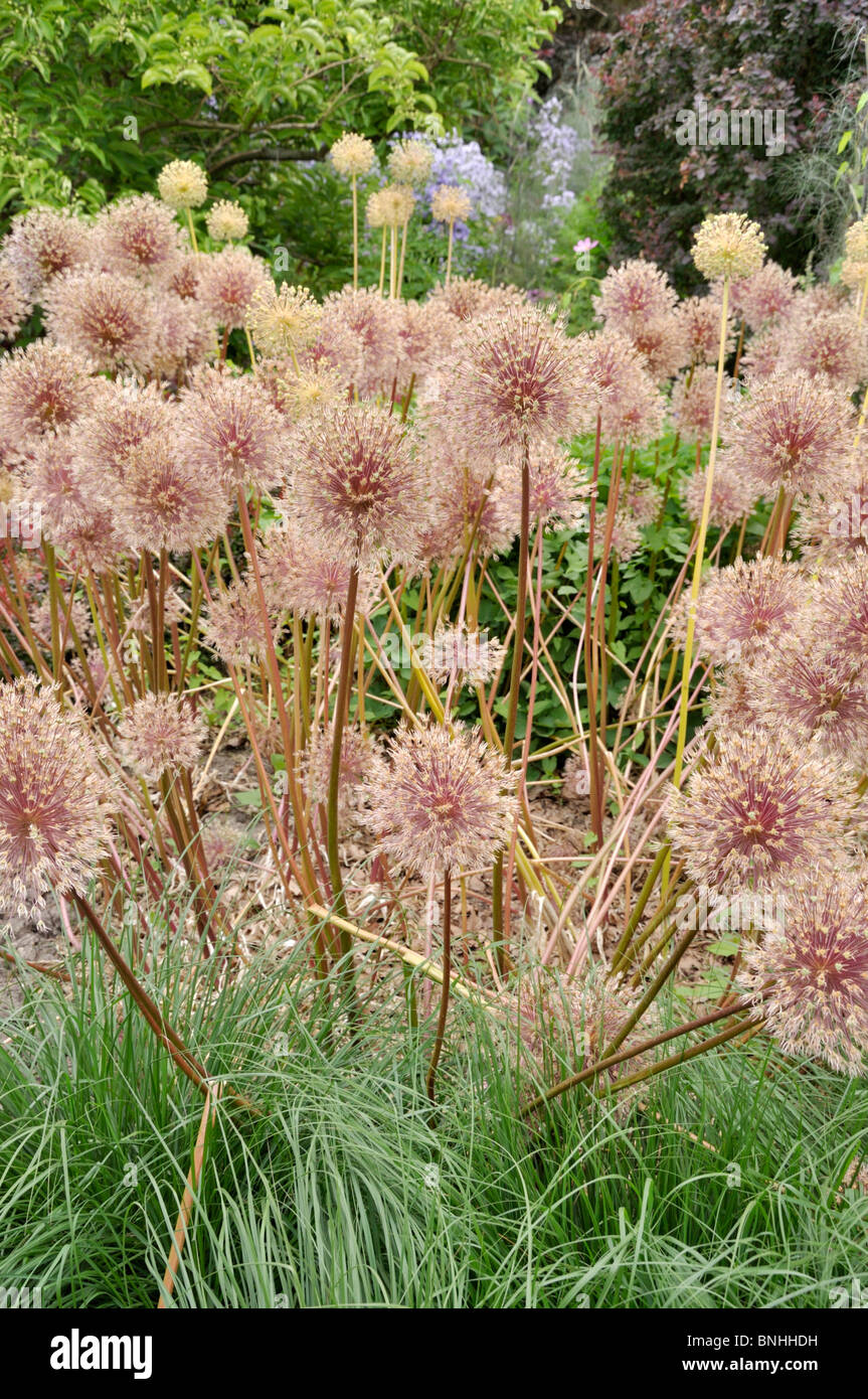 Cipolla ornamentali (allium) Foto Stock