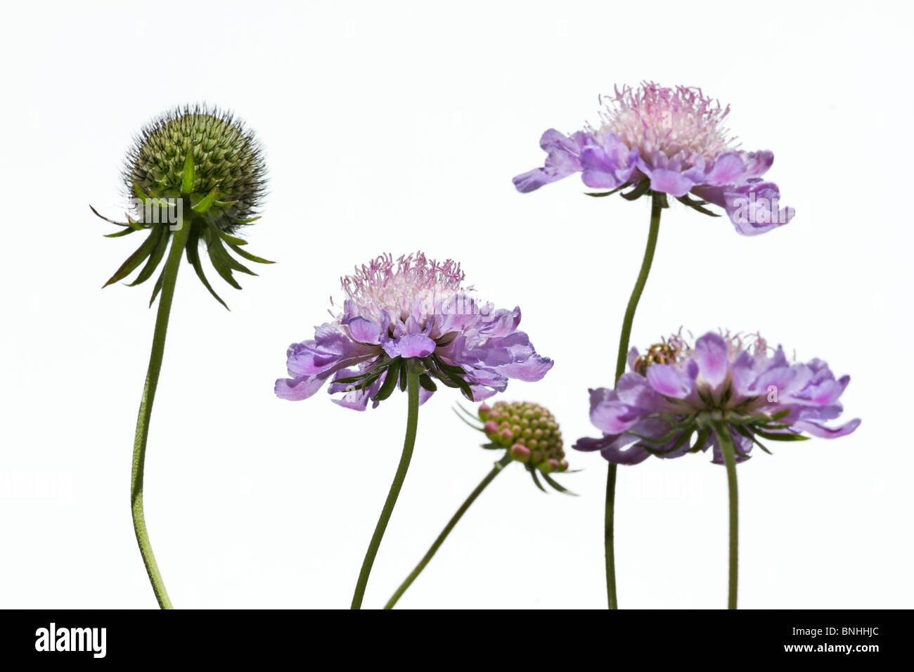 La Scabiosa colombari 'Misty farfalle' contro uno sfondo bianco Foto Stock