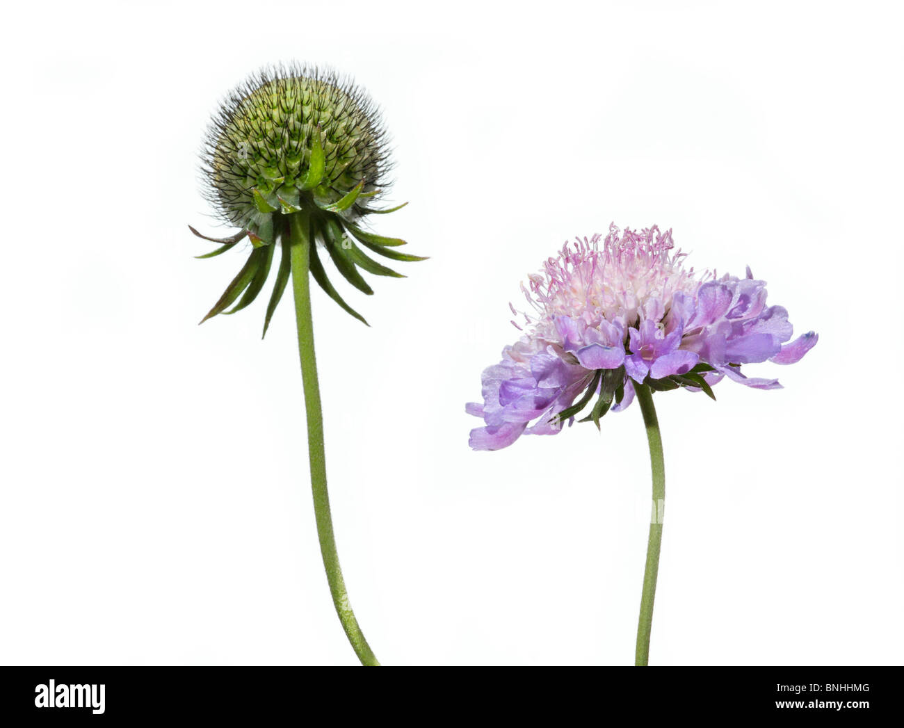 La Scabiosa colombari 'Misty farfalle' contro uno sfondo bianco Foto Stock