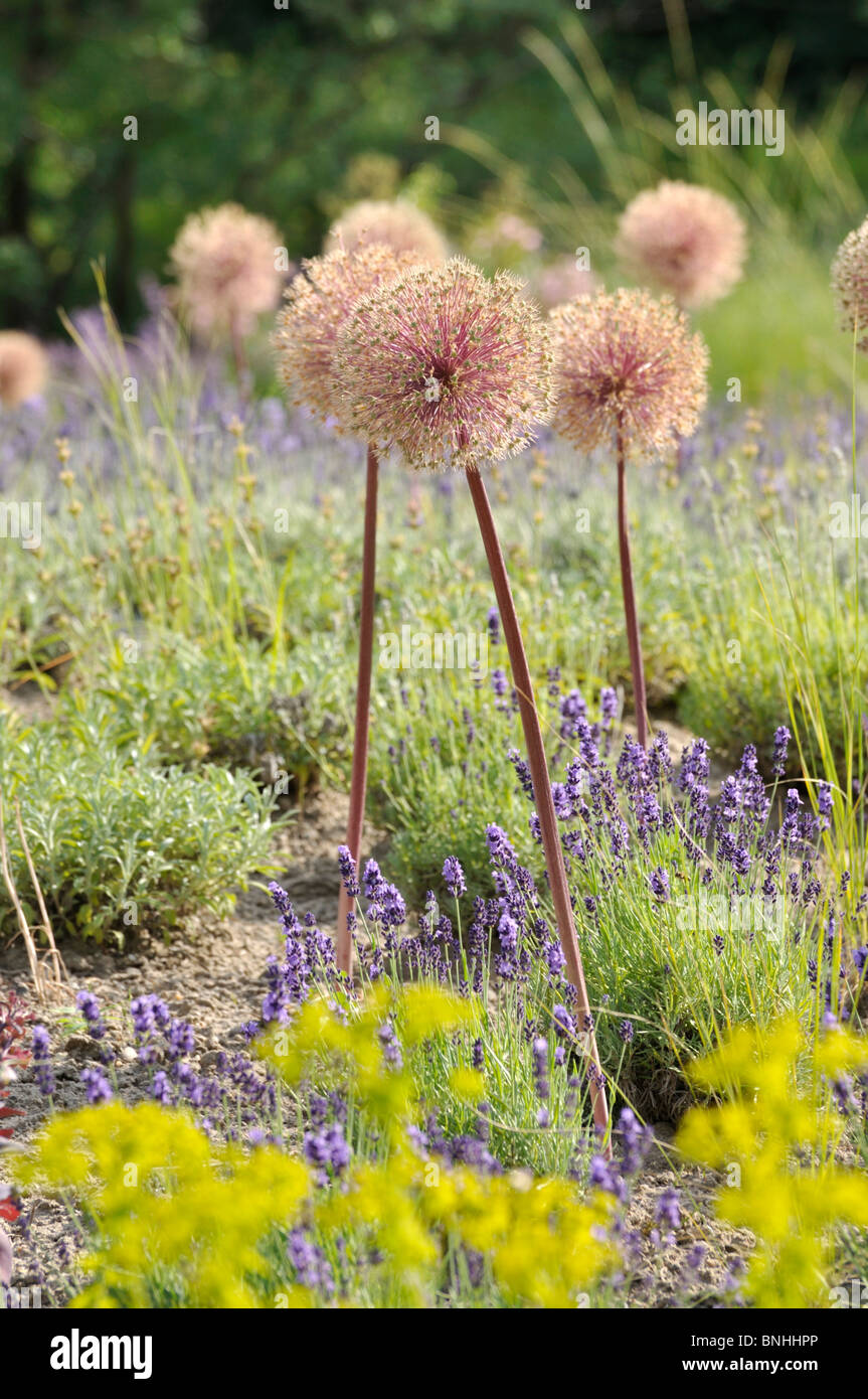 Cipolla ornamentali (allium) e LAVANDA (Lavandula) Foto Stock