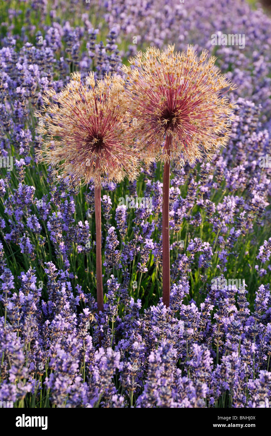 Cipolla ornamentali (allium) e LAVANDA (Lavandula) Foto Stock