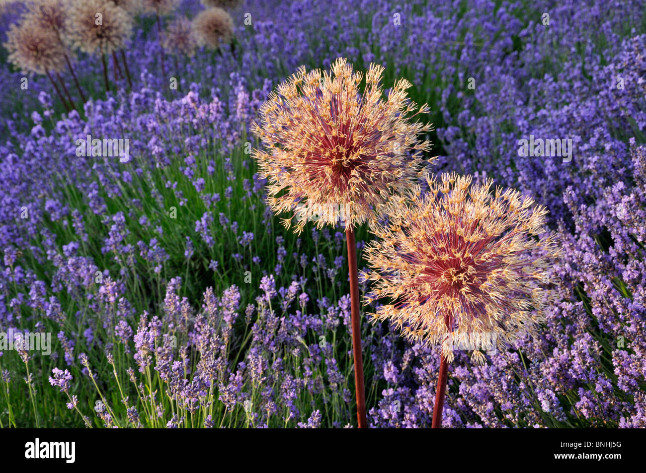 Cipolla ornamentali (allium) e LAVANDA (Lavandula) Foto Stock