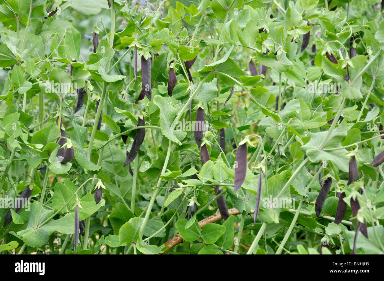 Pisello (pisum sativum 'blauwschokkers') Foto Stock
