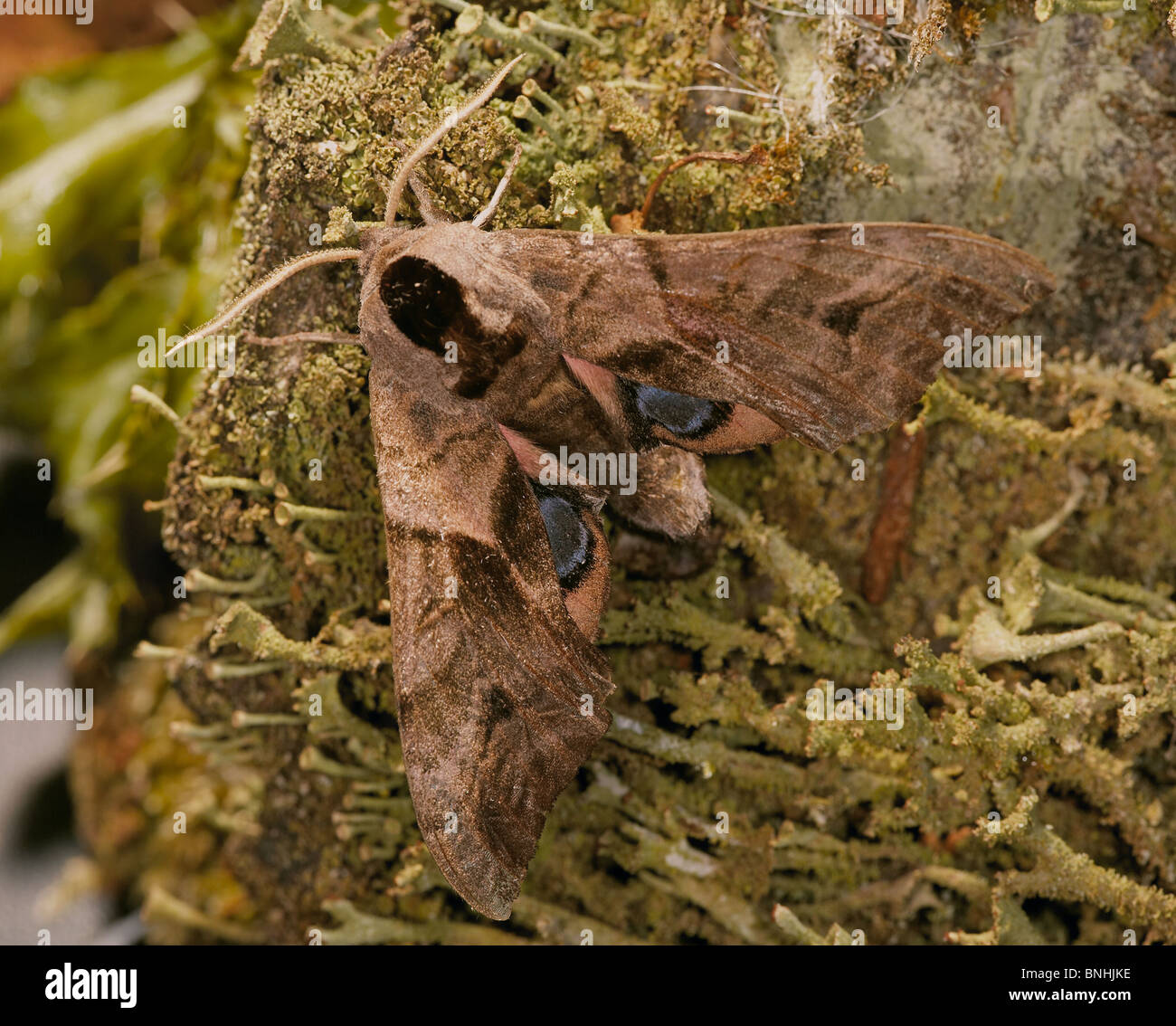 Eyed Hawk-moth, Smerinthus ocellata, Crowle Moore, Lincolnshire, Regno Unito Foto Stock