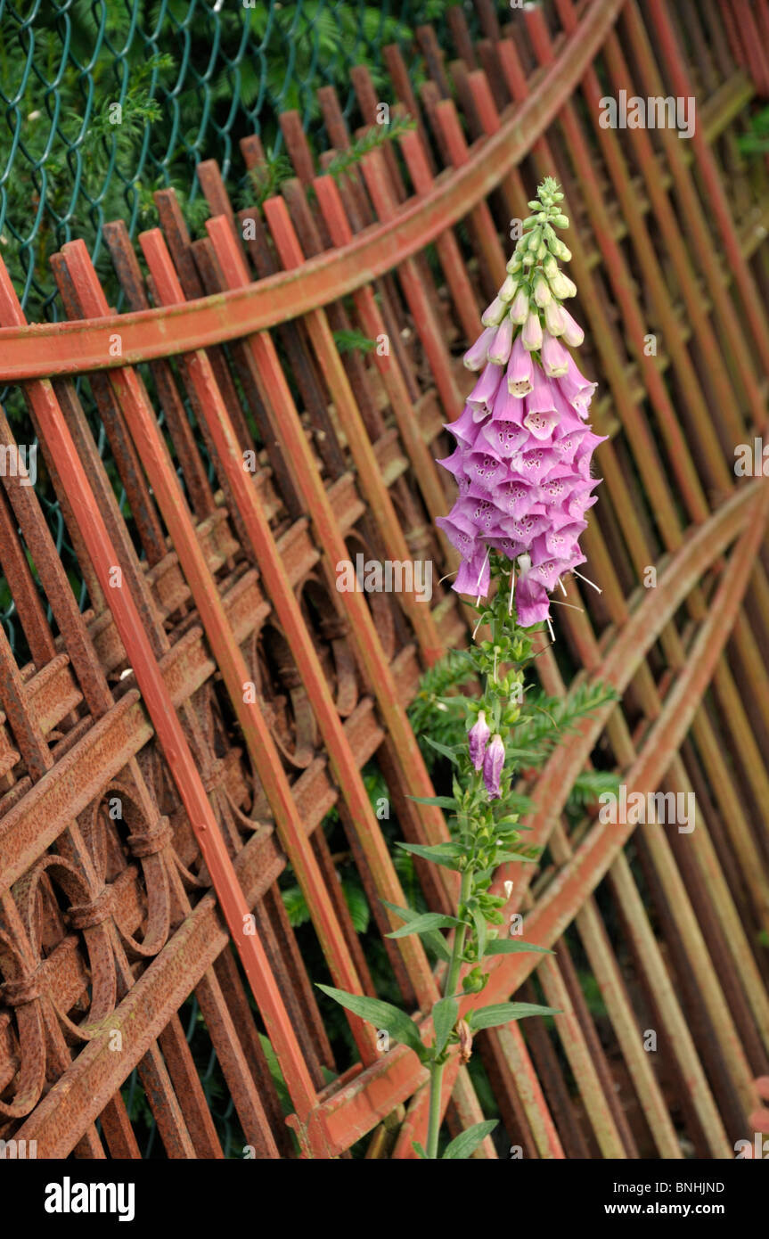 Foxglove comune (Digitalis purpurea) nella parte anteriore di un arrugginito giardino recinto Foto Stock
