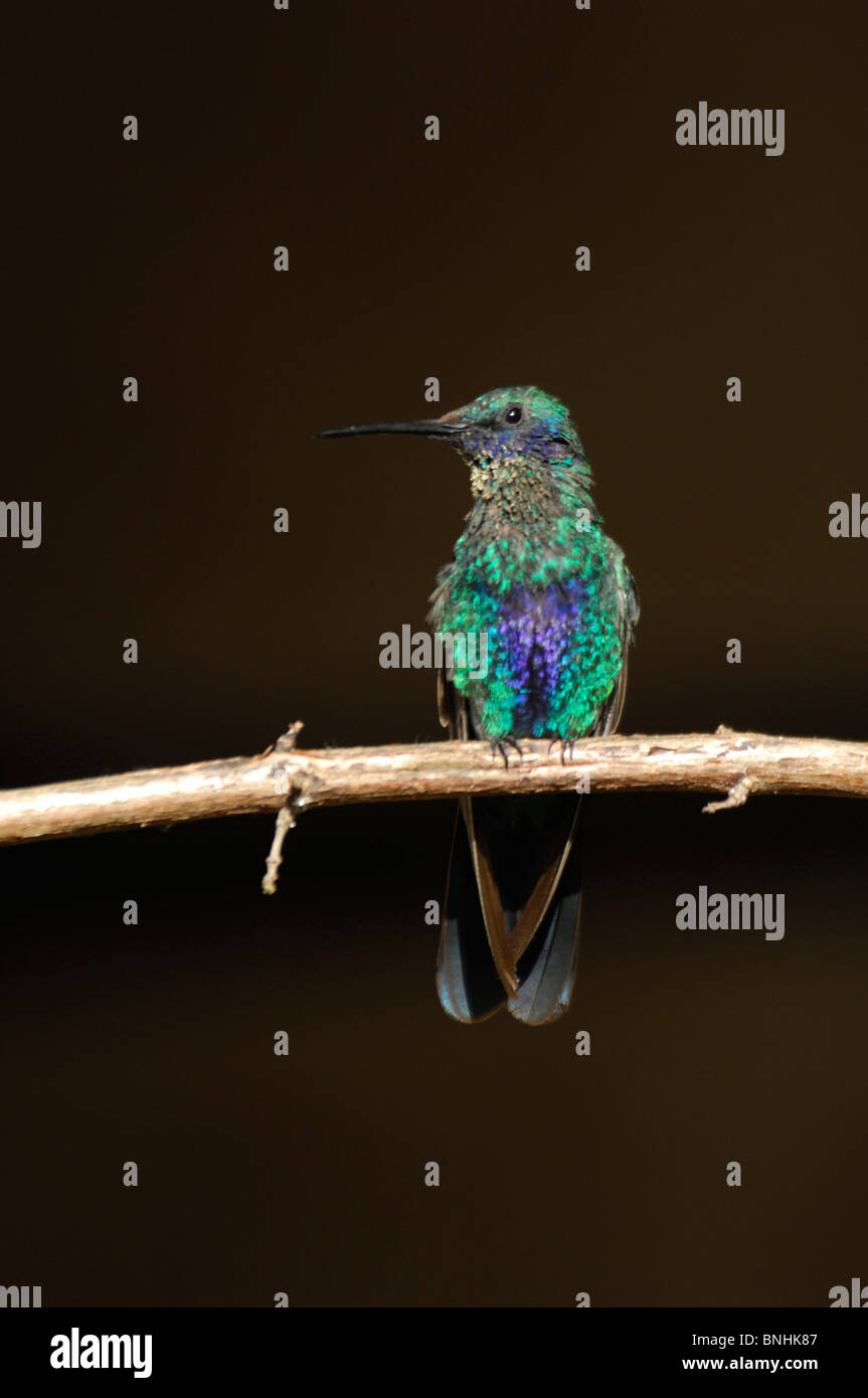 Ecuador Hummingbird scintillante viola-orecchio Colibri coruscans montagne delle Ande ramo bird fauna animale natura Foto Stock