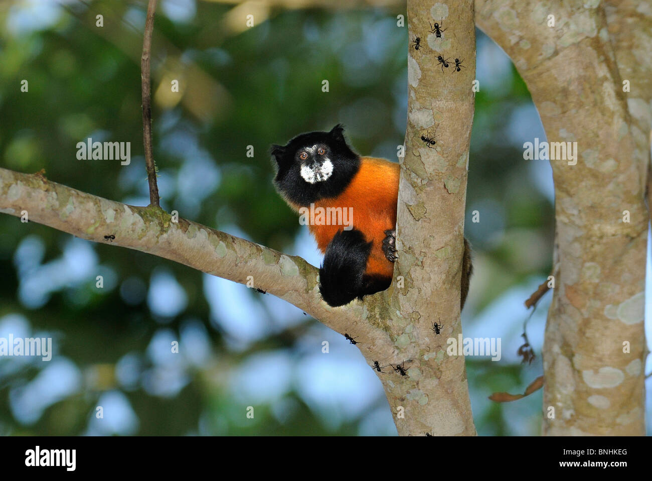 Ecuador Golden-mantled Tamarin Saguinus tripartitus Monkey Napo Centro faunistico Yasuni National Park comunità quechua Amazzonia Foto Stock