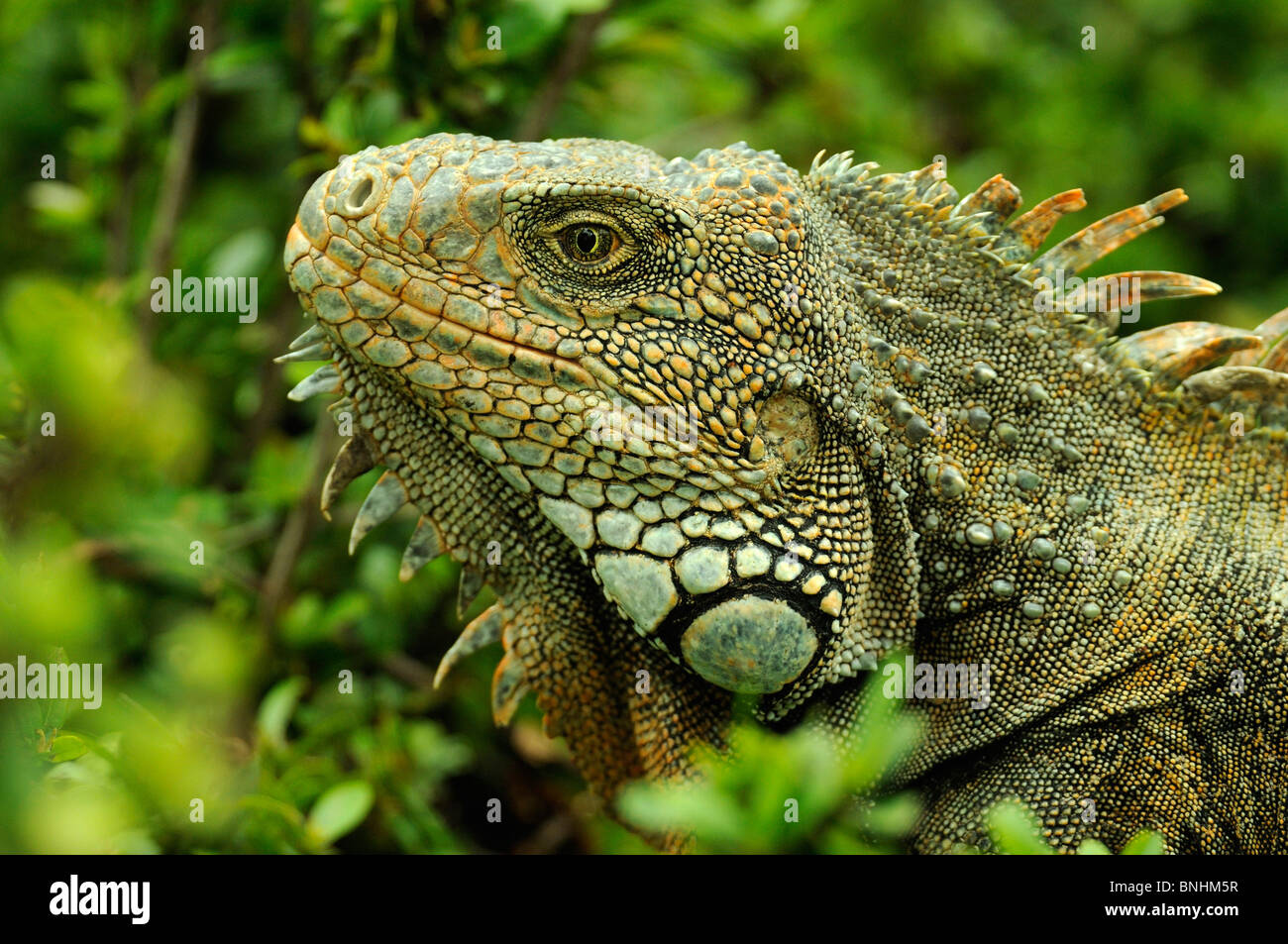 Ecuador iguana verde al Parque Seminario parco città di Guayaquil Iguana iguana lucertola lucertole animali rettile Foto Stock