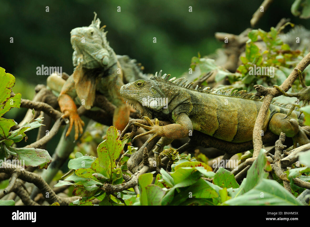 Ecuador iguana verde al Parque Seminario parco città di Guayaquil Iguana iguana lucertola lucertole animali rettile Foto Stock