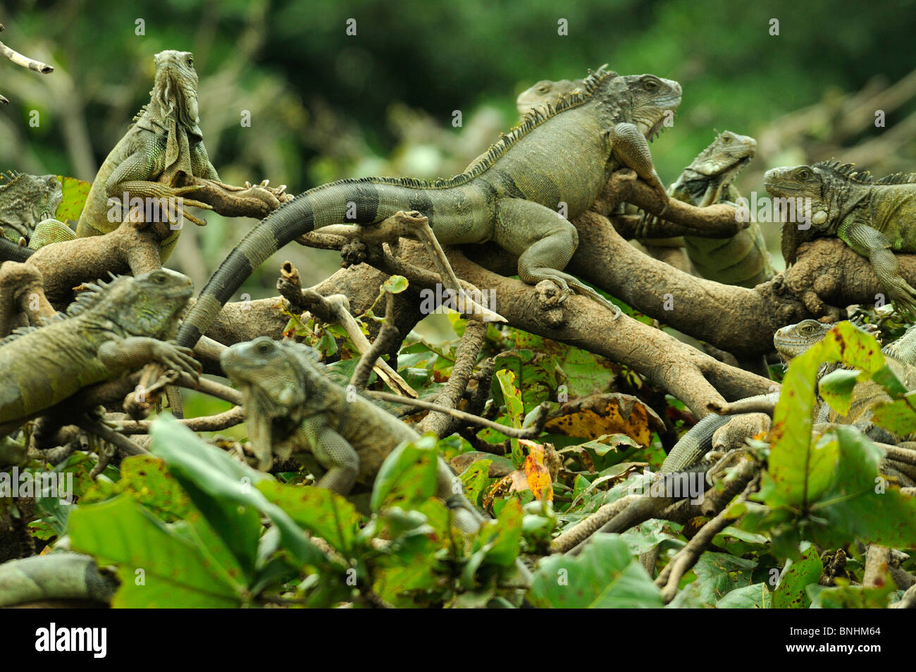 Ecuador iguana verde al Parque Seminario parco città di Guayaquil Iguana iguana lucertola lucertole animali rettile Foto Stock