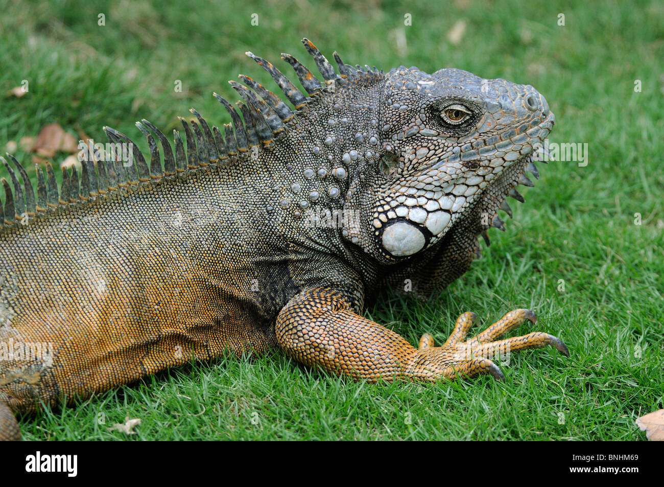 Ecuador iguana verde al Parque Seminario parco città di Guayaquil Iguana iguana lucertola lucertole animali rettile Foto Stock