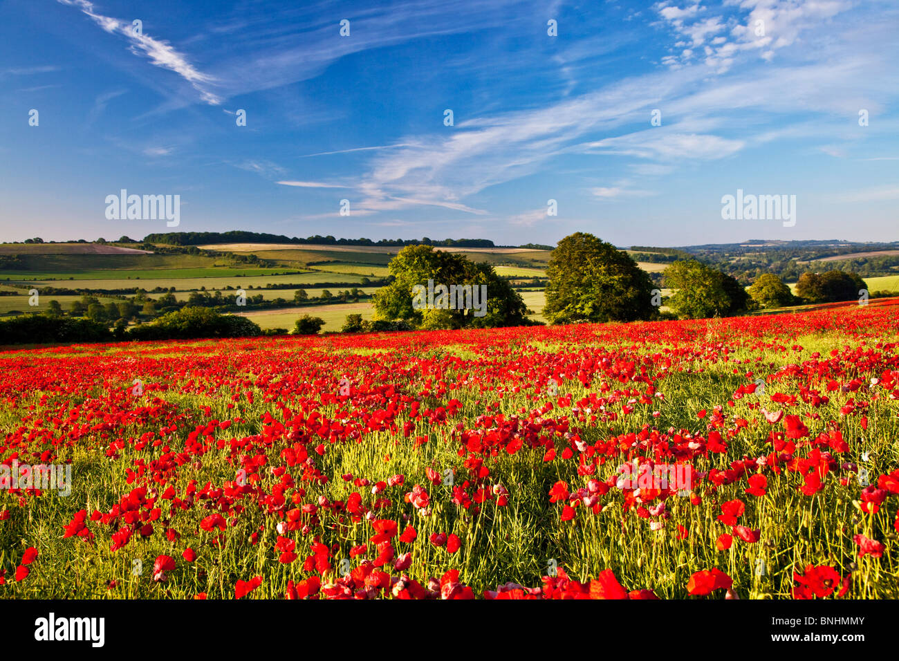 I campi di papavero in inizio di mattina di sole sui bassi di Marlborough, Wiltshire, Inghilterra, Regno Unito Foto Stock