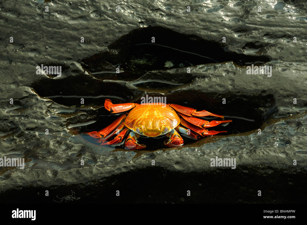 Ecuador Sally Lightfoot Crab Grapsus Grapsus Baia Gardner Espanola isola delle Isole Galapagos rock costa oceano mare Foto Stock