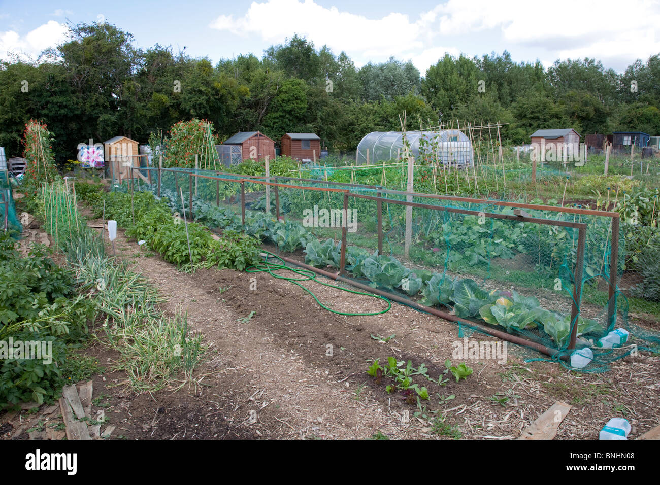 Gabbie con compensazione cavoli cappucci di protezione sulla comunità riparto Bishops Cleeve CHELTENHAM REGNO UNITO Foto Stock