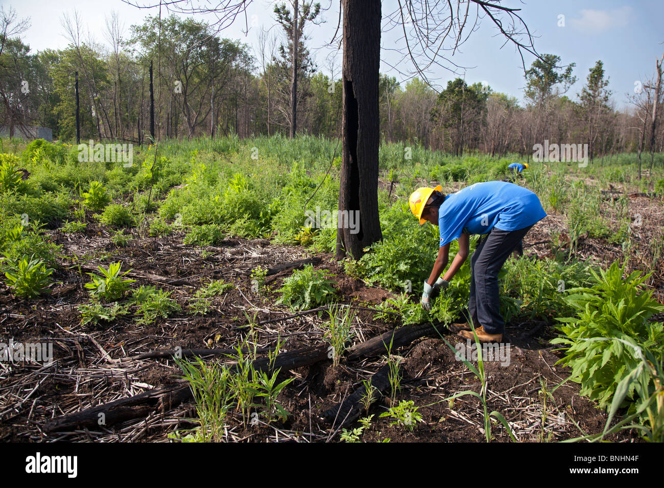 Gli studenti che lavorano in estate programma di lavoro rimuovere Piante invasive da zone umide in City Park Foto Stock