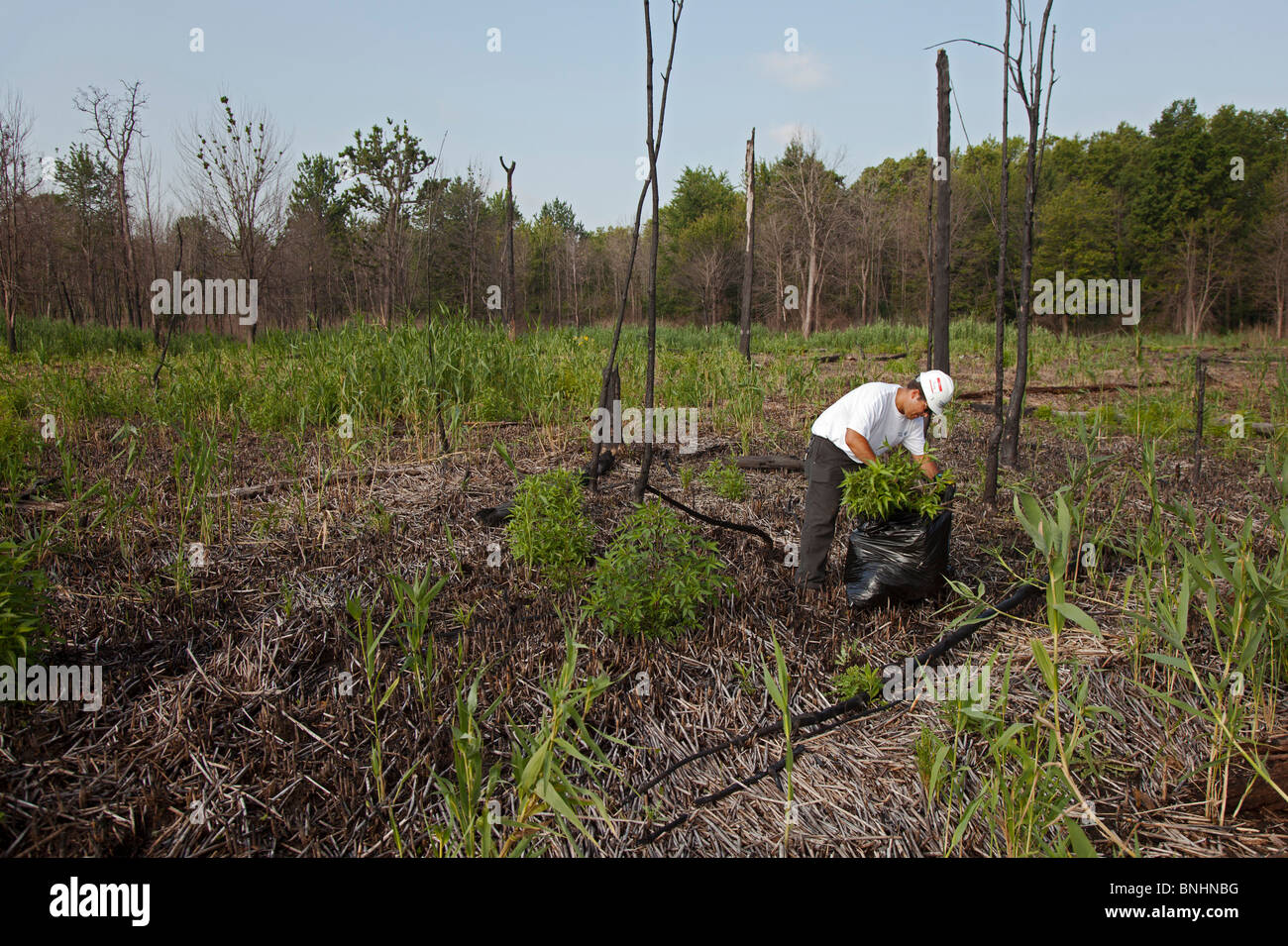 Volunteer rimuove le piante invasive da zone umide in City Park Foto Stock