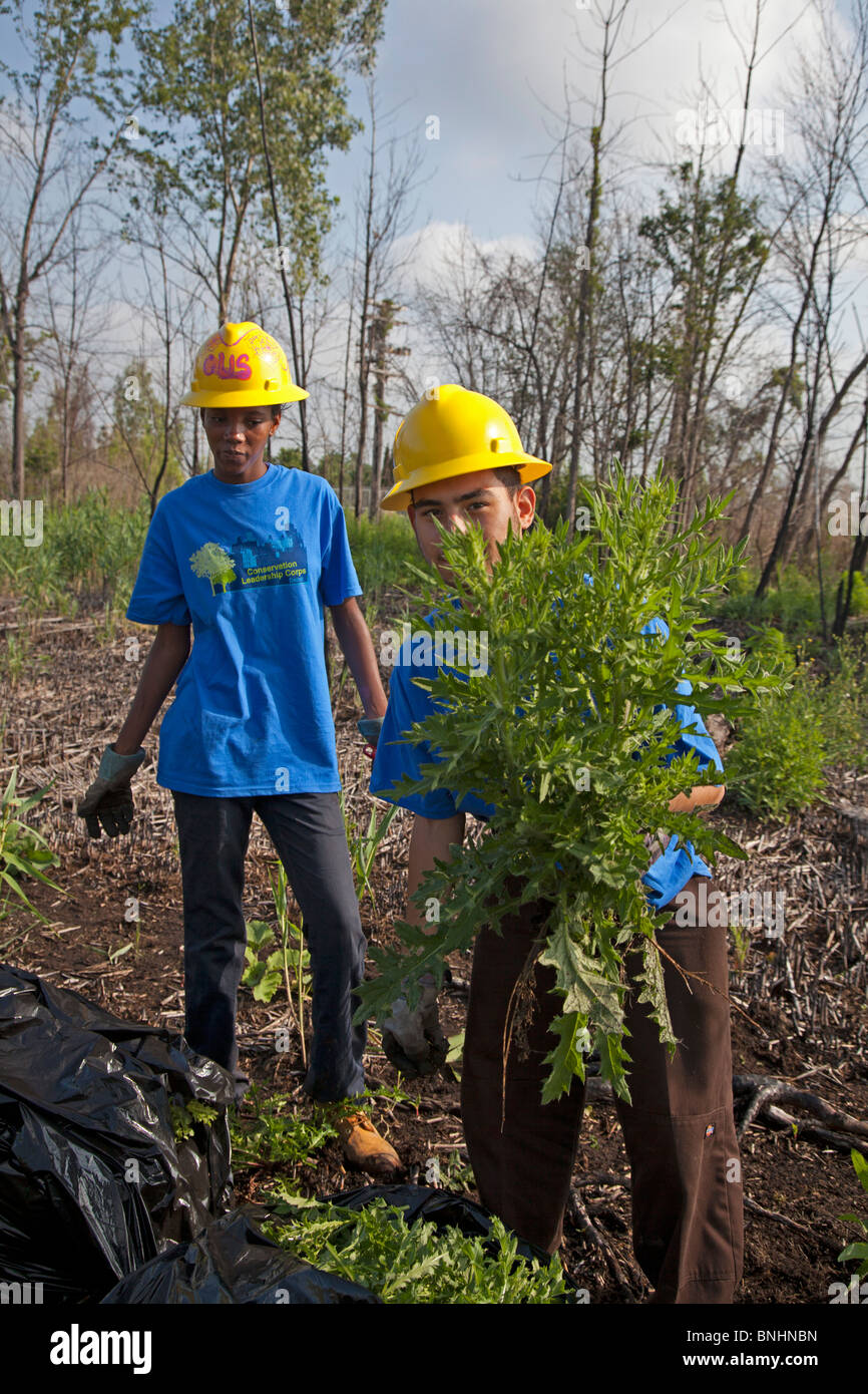 Gli studenti che lavorano in estate programma di lavoro rimuovere Piante invasive da zone umide in City Park Foto Stock