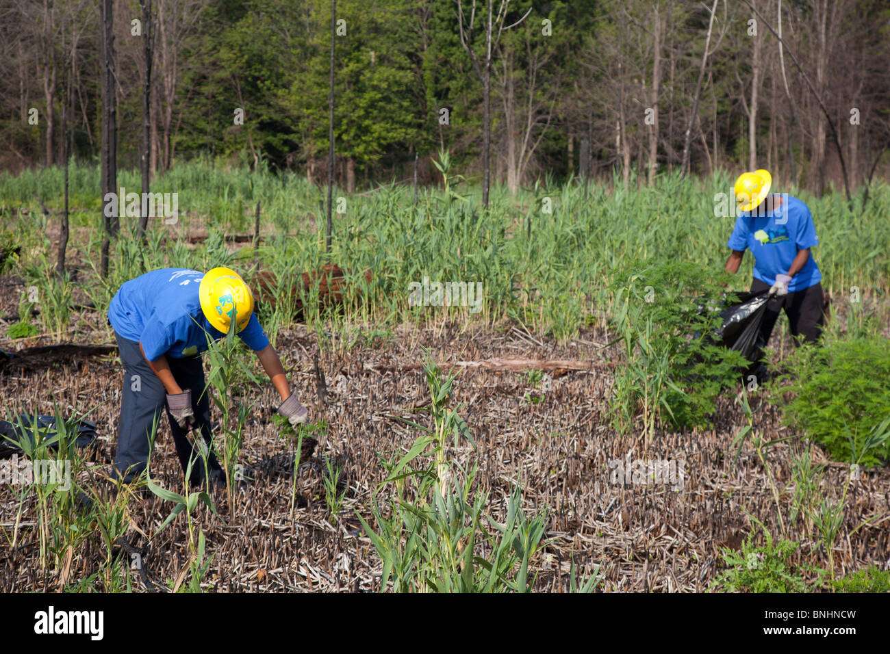 Gli studenti che lavorano in estate programma di lavoro rimuovere Piante invasive da zone umide in City Park Foto Stock
