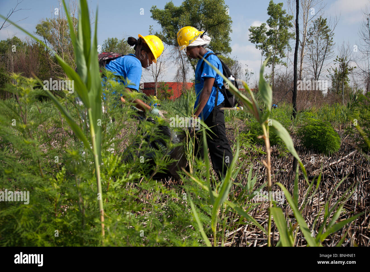 Gli studenti che lavorano in estate programma di lavoro rimuovere Piante invasive da zone umide in City Park Foto Stock