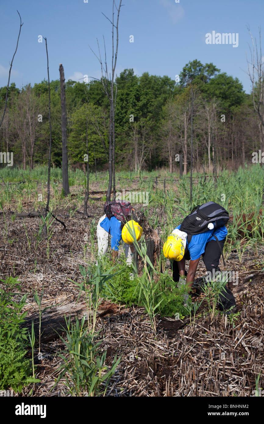 Gli studenti che lavorano in estate programma di lavoro rimuovere Piante invasive da zone umide in City Park Foto Stock