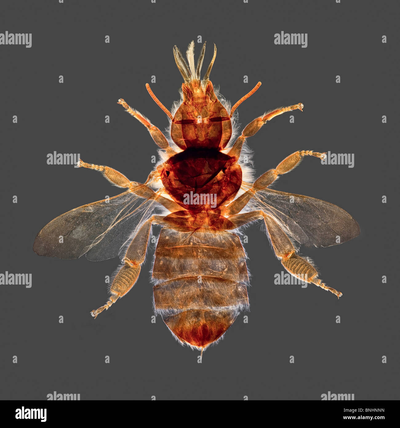 Vetrino del microscopio di un miele delle api, Apis mellifera, vista dorsale, Foto Stock