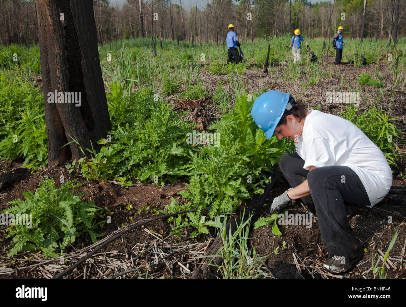 Volunteer rimuove le piante invasive da zone umide in City Park Foto Stock