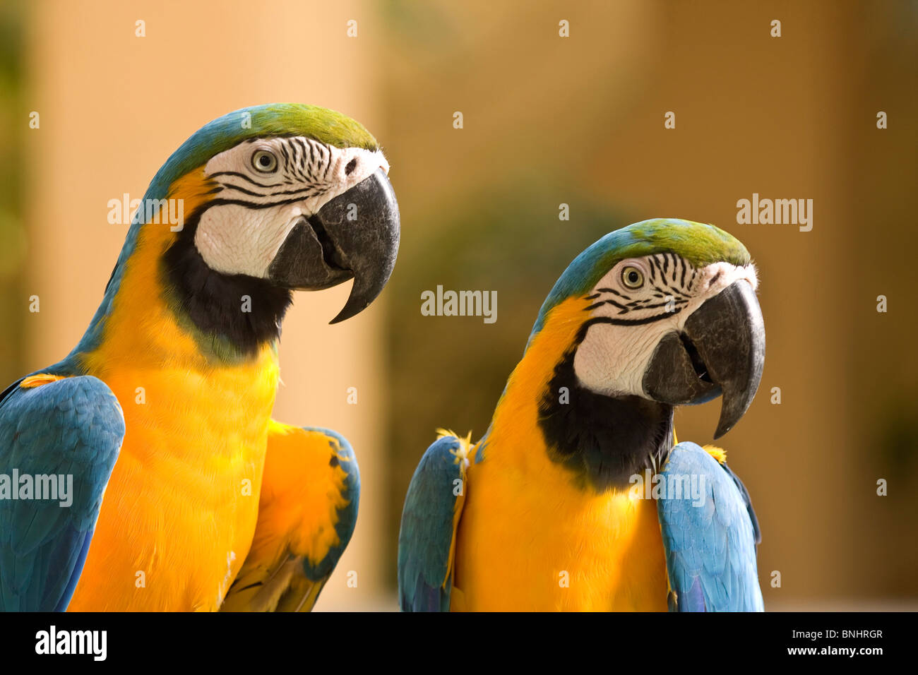 Blu e gialle macaw pappagallo Ara uccelli Uccelli pappagalli ara ararauna  due giovane ritratto Foto stock - Alamy