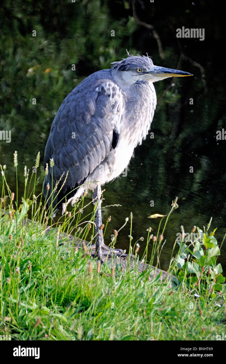 Giovane airone cenerino Ardea cinerea Foto Stock