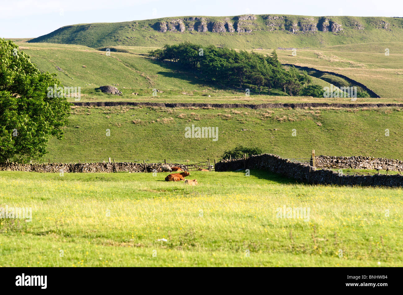 Yorkshire Dales, paesaggio nella parte superiore Wensleydale vicino Hawes Foto Stock