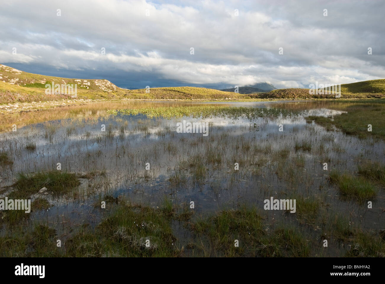 Bog piscina con bog cotone, vicino a Loch Eriboll, area Durness Sutherland, Scozia. La brughiera scozzese. Scozia romantica. Foto Stock