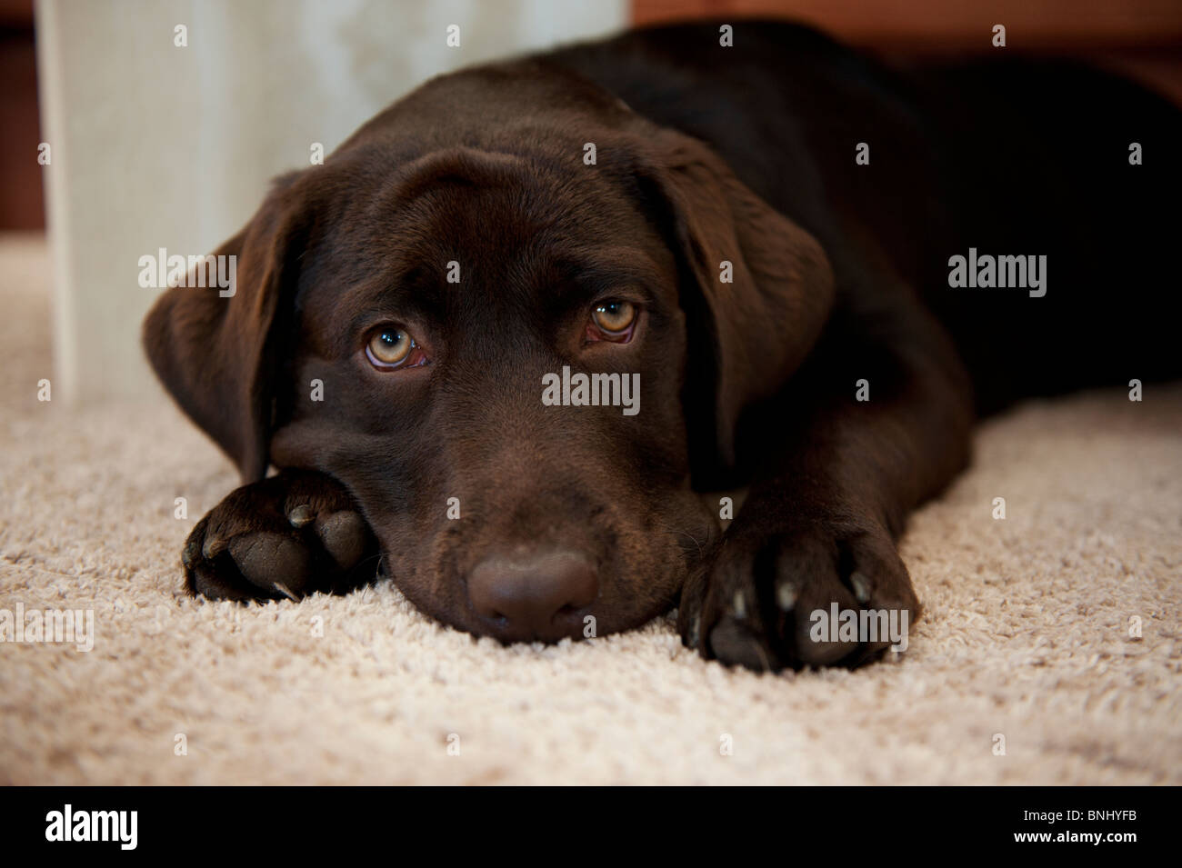 Marrone cioccolato Labrador Retriever cucciolo di cane guardando la telecamera calma giovane pensieroso focalizzata Foto Stock