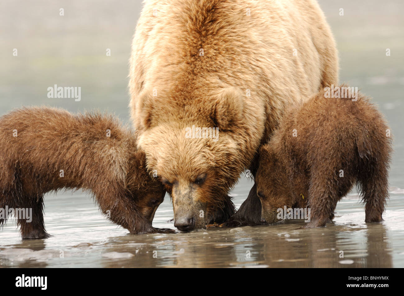 Foto di stock di un alaskan orso bruno seminare che mostra i suoi due cuccioli come clam sul tidal flats, il Parco Nazionale del Lago Clark. Foto Stock