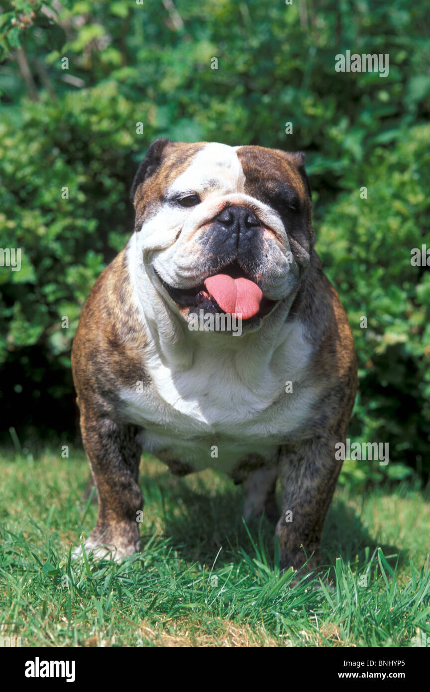 Bulldog inglese Animali di razza degli animali domestici pet cane fuori all'aperto prato uno Foto Stock