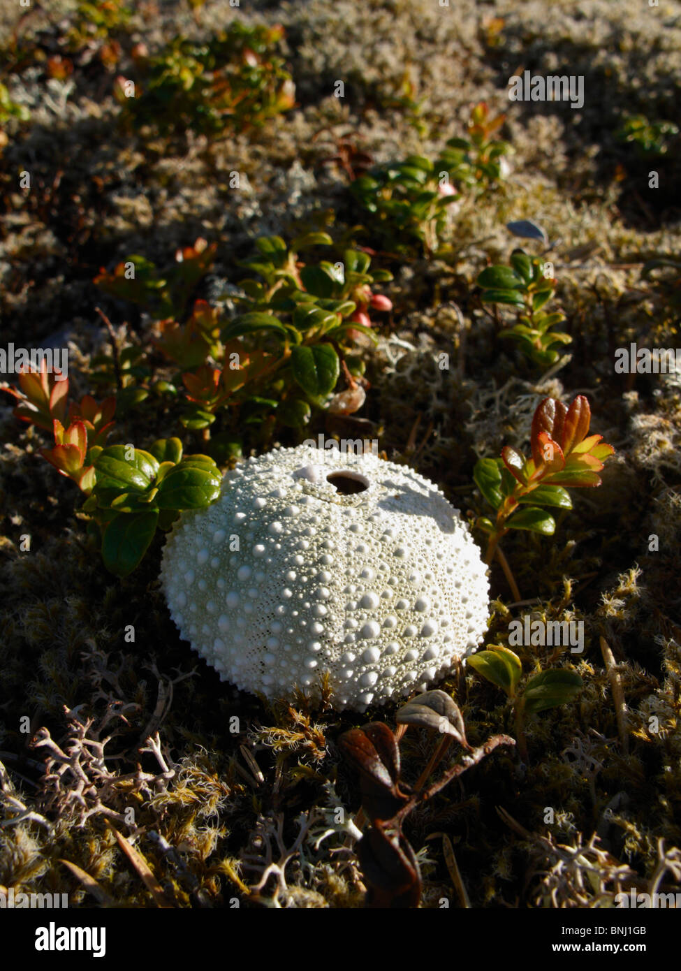 Ricci di mare shell su MOSS e piante in Norvegia. Queste sono prese per la terra dai gabbiani e mangiato lì. Foto Stock