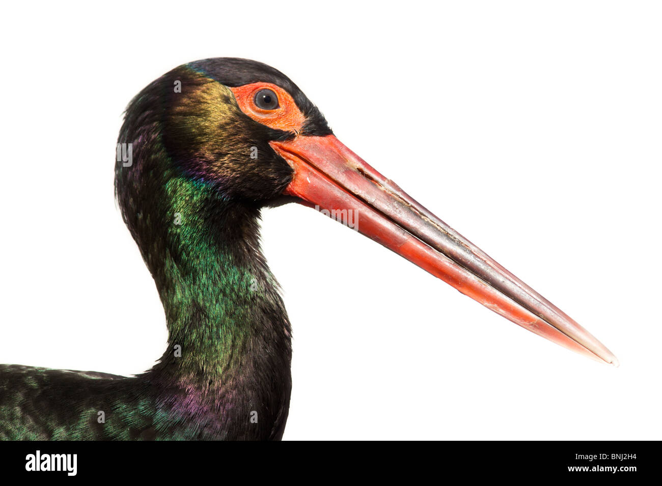 Cicogna Nera, Ciconia nigra. L'animale è in uno zoo. Foto Stock
