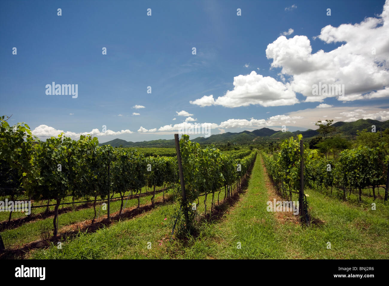 Vigneto nelle colline sopra Hua Hin, Thailandia Foto Stock