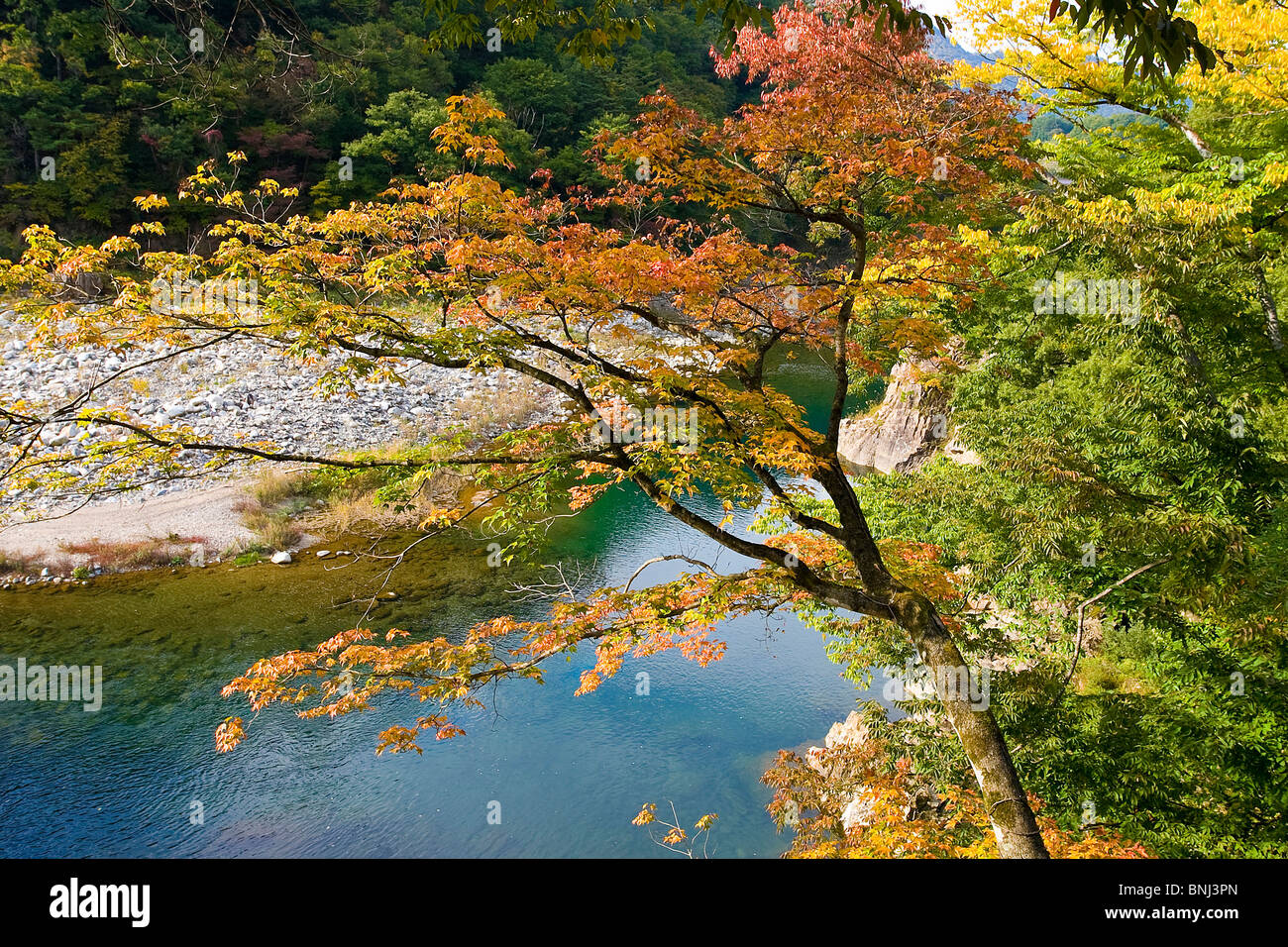 Giappone Asia Shirakawa Go city brook creek alberi Foglie di autunno paesaggio autunnale di scenario autunnale natura Foto Stock